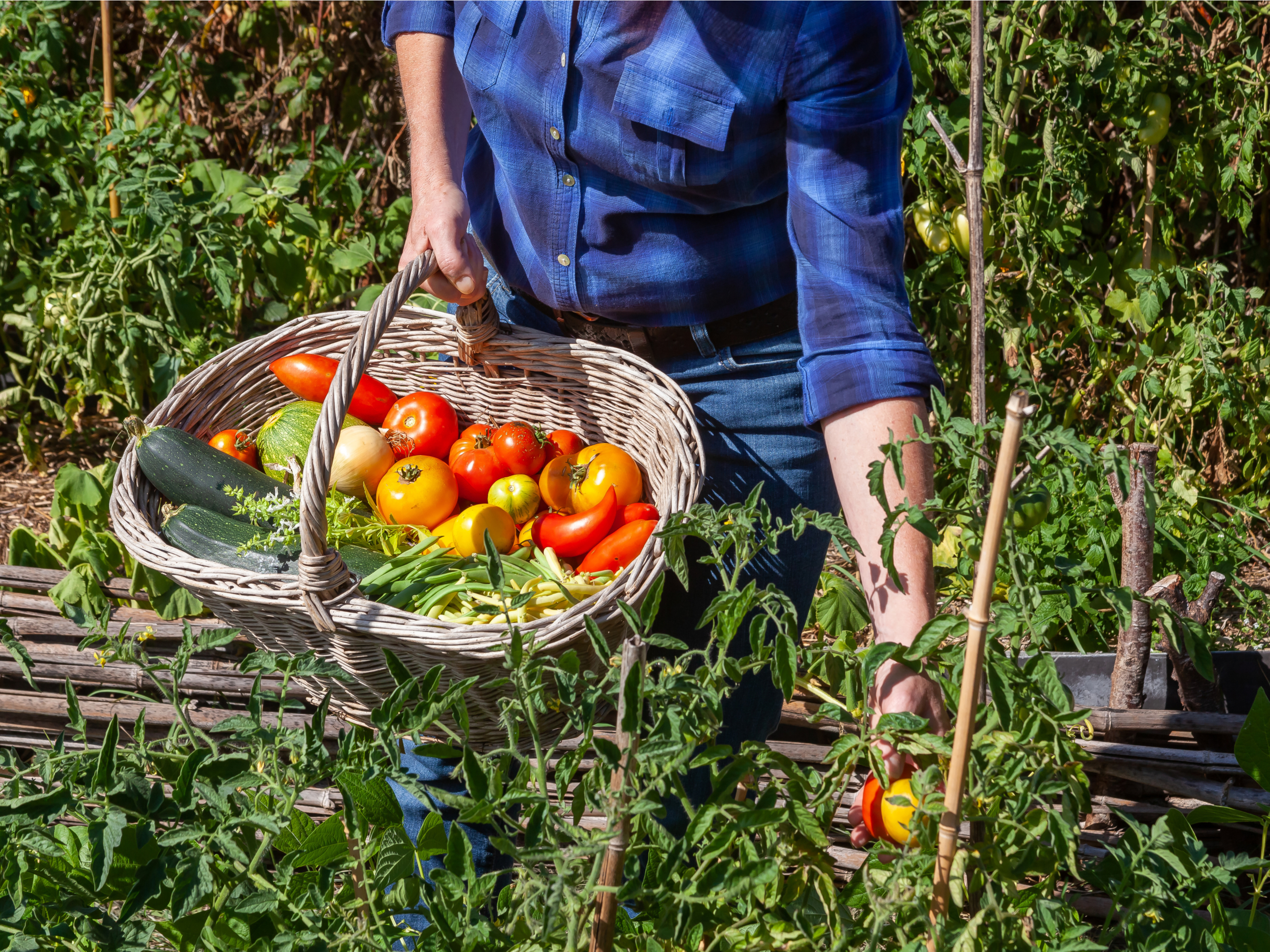 La récolte de légumes